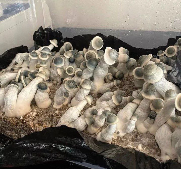 A Comprehensive Guide to Psychedelic Product Categories: Psilocybin, LSD, DMT, MDMA, and Ayahuasca