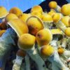 Penis Envy Shrooms – Unlock a Potent Psychedelic Journey